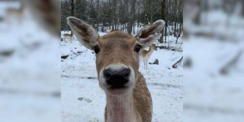 compressed-deer.jpeg compressed-deer.jpeg