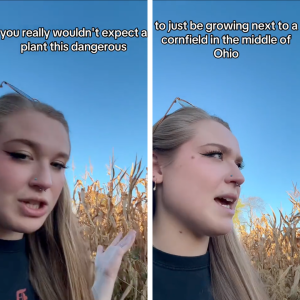 Untitled design.png Untitled design.png