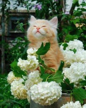 compressed-flower cat.jpeg compressed-flower cat.jpeg