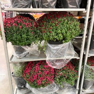 242157831_1462433474143087_7009095148463550055_n.jpg 242157831_1462433474143087_7009095148463550055_n.jpg