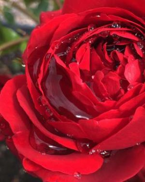 compressed-rose.jpeg compressed-rose.jpeg