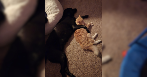 Resize template (40).png