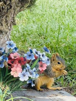 compressed-squirrel.jpeg compressed-squirrel.jpeg