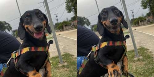 compressed-happy dog.jpeg compressed-happy dog.jpeg