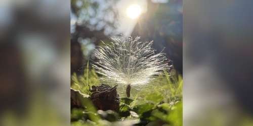 compressed-wish1.jpeg compressed-wish1.jpeg