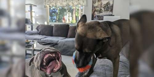 compressed-fun dogs.jpeg compressed-fun dogs.jpeg