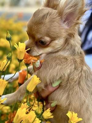 compressed-dec30 pup.jpeg compressed-dec30 pup.jpeg