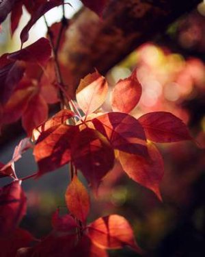 compressed-nov17 potd.jpeg compressed-nov17 potd.jpeg