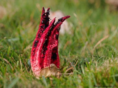 Devil's fingers ©Anita Goodwin.jpg