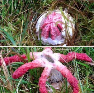 Screenshot 2024-11-20 at 13.53.33.png