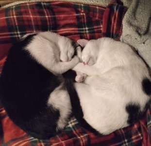 compressed-yin yang.jpeg compressed-yin yang.jpeg