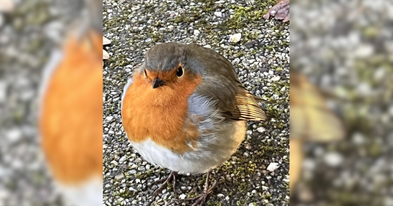 Resize template (26).png Resize template (26).png