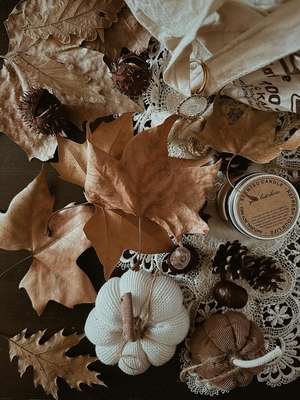 compressed-pumpkin o.jpeg compressed-pumpkin o.jpeg