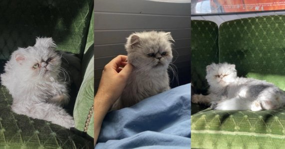 8B435BCD-1477-4FE0-B7EF-C938F14F3AE4.jpeg 8B435BCD-1477-4FE0-B7EF-C938F14F3AE4.jpeg