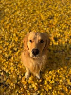 compressed-golden dog.jpeg compressed-golden dog.jpeg