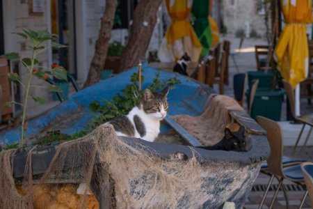 compressed-pexels-izafi-27357277.jpeg compressed-pexels-izafi-27357277.jpeg