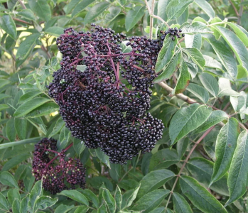 Screenshot 2024-12-17 at 12.46.51 AM.png Screenshot 2024-12-17 at 12.46.51 AM.png