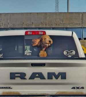 compressed-dog car ride.jpeg compressed-dog car ride.jpeg