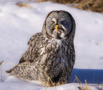 compressed-happy owl.jpeg compressed-happy owl.jpeg