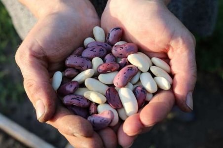 compressed-runner-beans-1835646_1280.jpeg compressed-runner-beans-1835646_1280.jpeg