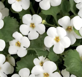 Screenshot 2025-01-14 at 12.27.16 AM.png Screenshot 2025-01-14 at 12.27.16 AM.png