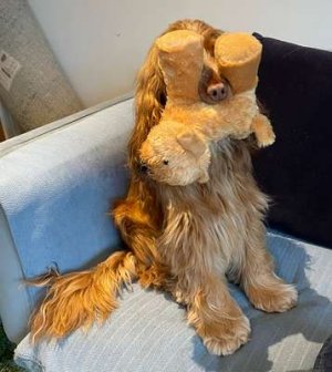 compressed-dog with his present.jpeg compressed-dog with his present.jpeg