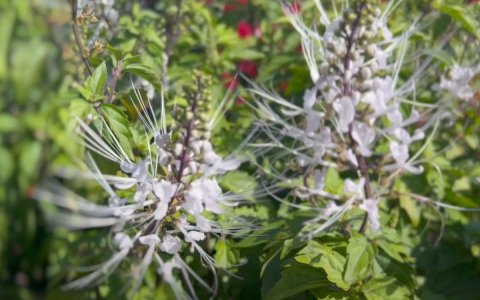 download (11).jpeg download (11).jpeg