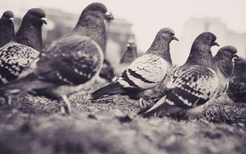 compressed-pigeons-5906058_1280.jpeg