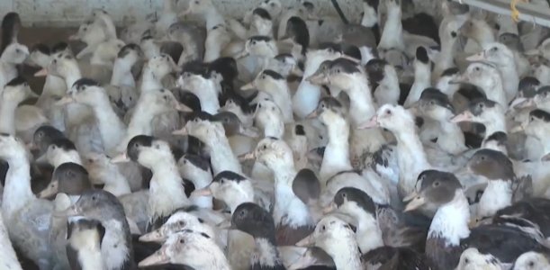 download (20).jpeg download (20).jpeg