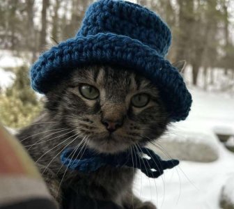 compressed-cat in a hat.jpeg compressed-cat in a hat.jpeg