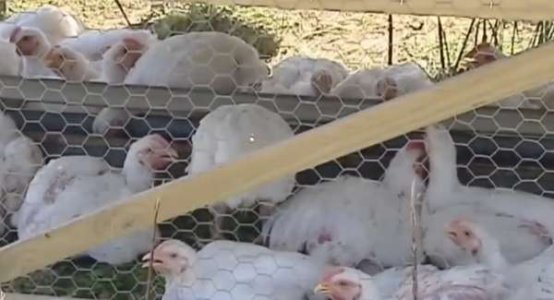 compressed-Screenshot 2025-02-19 at 6.31.17 PM.jpeg compressed-Screenshot 2025-02-19 at 6.31.17 PM.jpeg