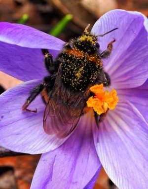 compressed-bee.jpeg compressed-bee.jpeg