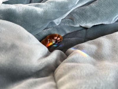 compressed-rain-paw.jpeg compressed-rain-paw.jpeg