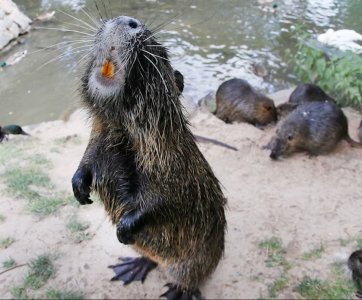 download (7).jpeg download (7).jpeg