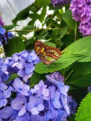 compressed-butterflyy.jpeg compressed-butterflyy.jpeg