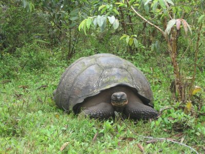 Galapagos - A 324.jpg