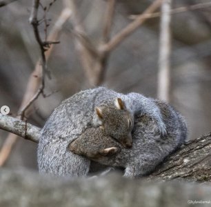 Screenshot 2025-03-20 at 4.37.29 AM.jpg Screenshot 2025-03-20 at 4.37.29 AM.jpg