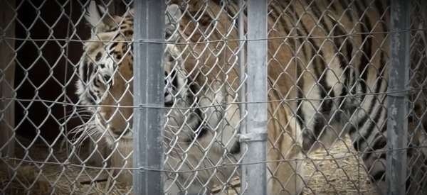 compressed-Screenshot 2025-04-06 at 11.07.09 PM.jpeg compressed-Screenshot 2025-04-06 at 11.07.09 PM.jpeg