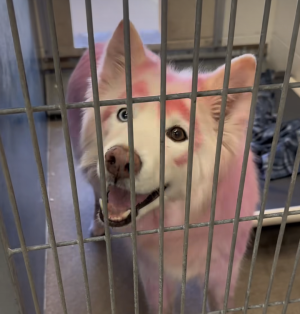 Screenshot 2025-04-09 at 12.43.53 AM.png