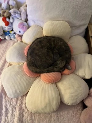 she-fell-asleep-in-my-flower-pillows-v0-3q99e9sbn1ue1 (1).jpeg she-fell-asleep-in-my-flower-pillows-v0-3q99e9sbn1ue1 (1).jpeg