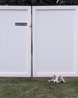 compressed-beware of dog.jpeg compressed-beware of dog.jpeg