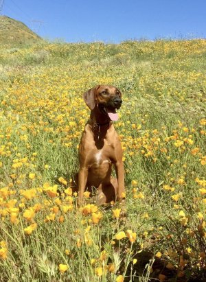 9vnqlozevhue1.jpeg 9vnqlozevhue1.jpeg