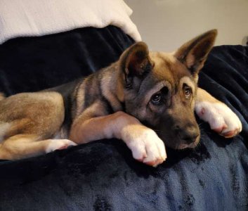 compressed-puppy eyes.jpeg compressed-puppy eyes.jpeg