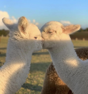 Screenshot 2025-05-06 at 6.17.24 AM.png Screenshot 2025-05-06 at 6.17.24 AM.png