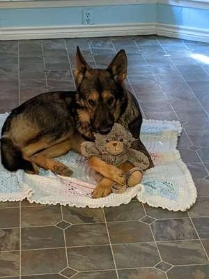 compressed-bear.jpeg compressed-bear.jpeg