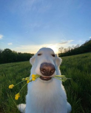 494c291e-ad21-4907-a687-049309791d1f.jpeg 494c291e-ad21-4907-a687-049309791d1f.jpeg