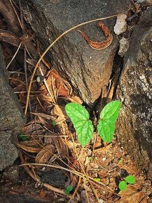 compressed-leaf.jpeg compressed-leaf.jpeg