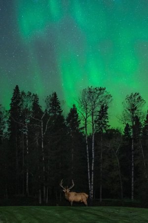 itap-of-a-bull-elk-on-a-golf-course-at-night-v0-f2o28rgtdctd1.jpeg itap-of-a-bull-elk-on-a-golf-course-at-night-v0-f2o28rgtdctd1.jpeg