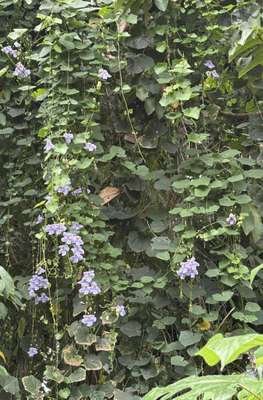 purple flowers-.jpeg