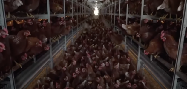 Screenshot 2025-06-05 at 13.12.03.png Screenshot 2025-06-05 at 13.12.03.png